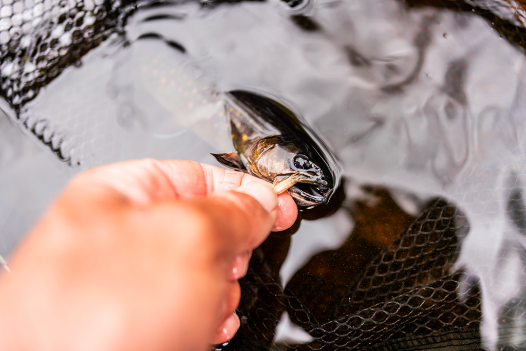 Try netting yourself a beautiful brook trout!