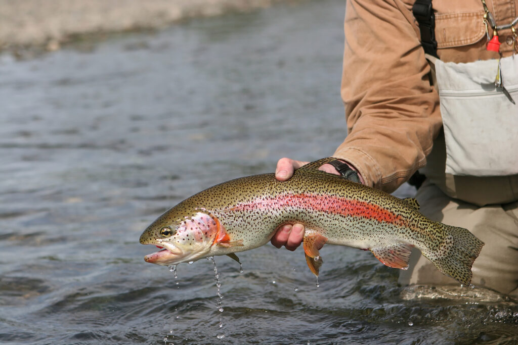 Try your luck for one of the many rainbow trout that frequent the area!