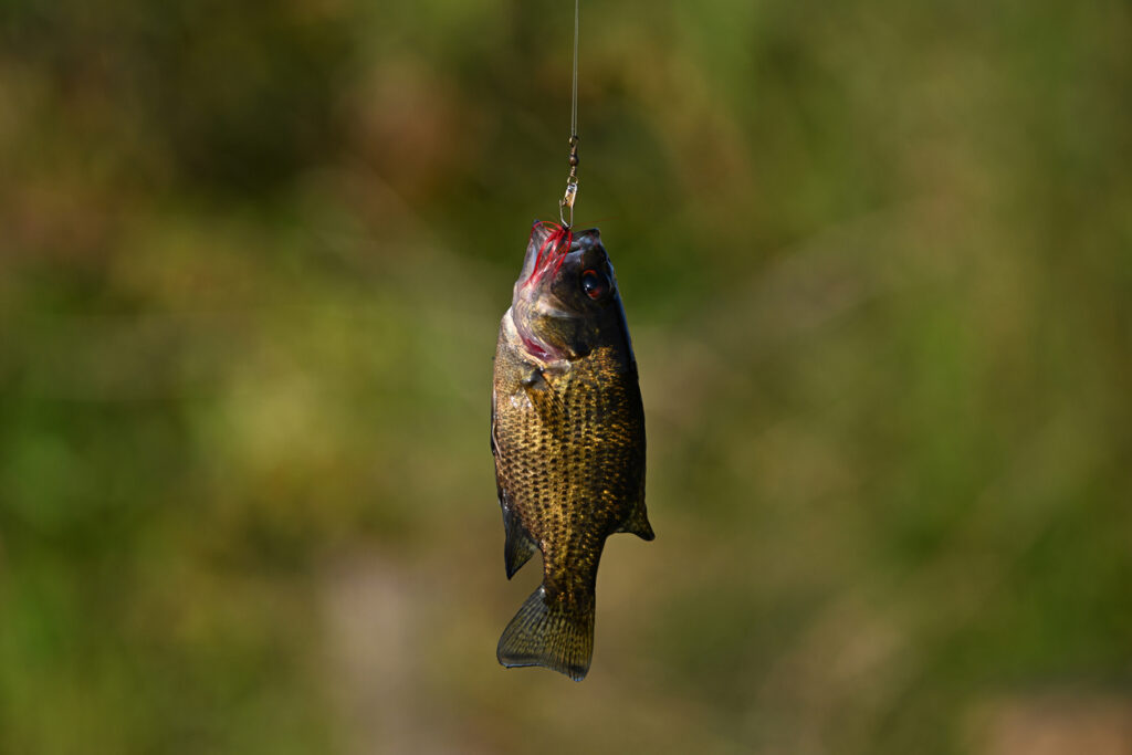 Nice little smallmouth bass.